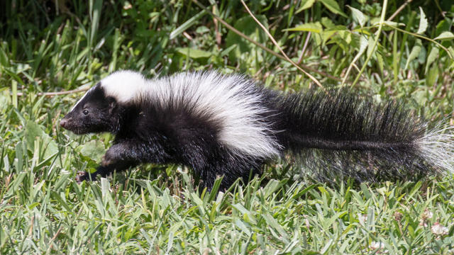 Selective focus shot of a skunk wondering on a grassy field 