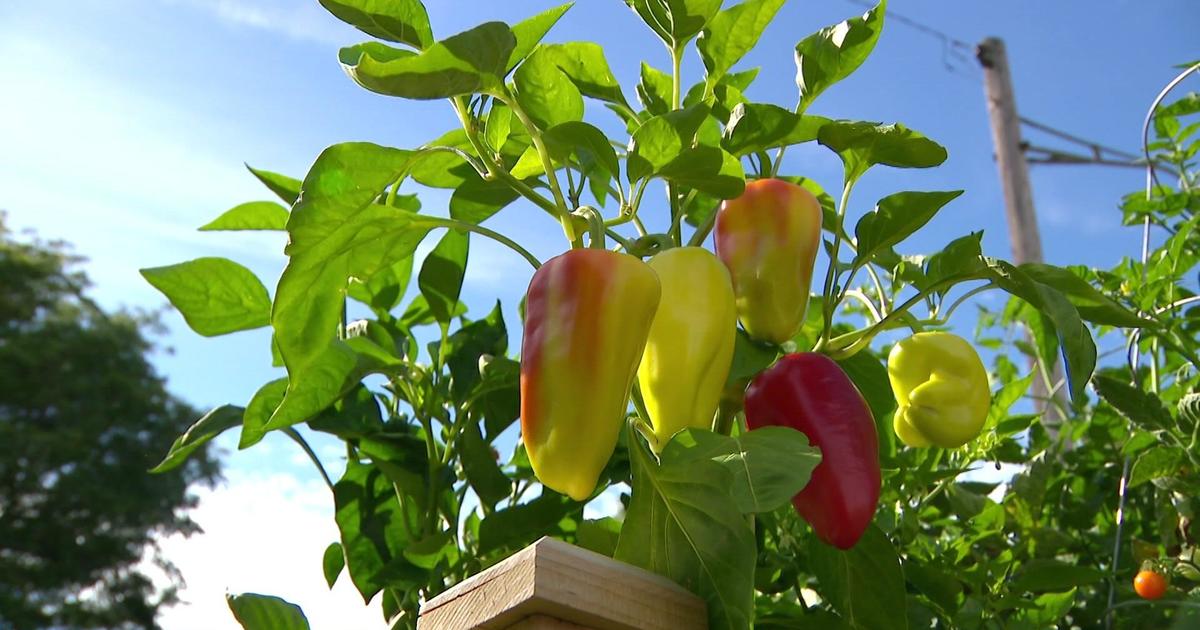Gypsy Bell Peppers Information and Facts
