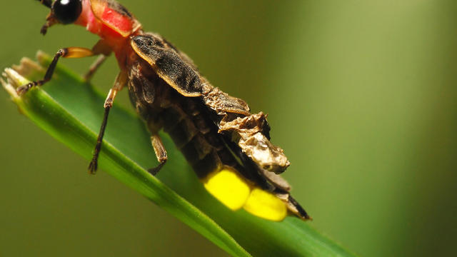 Firefly, with flash 