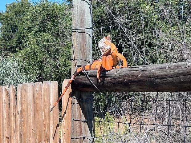 cherry-creek-iguana-1-arapahoe-county-tweet.jpg 