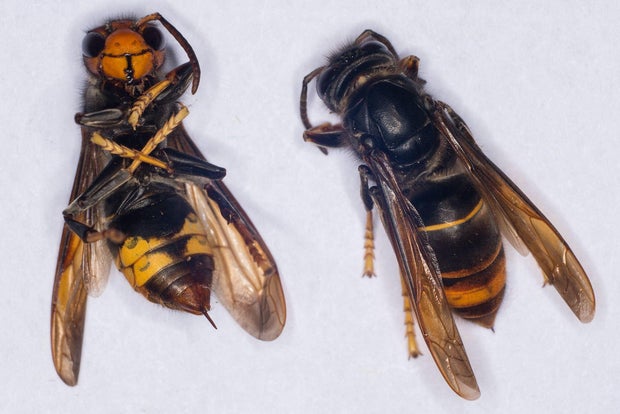 Yellow-legged hornets 