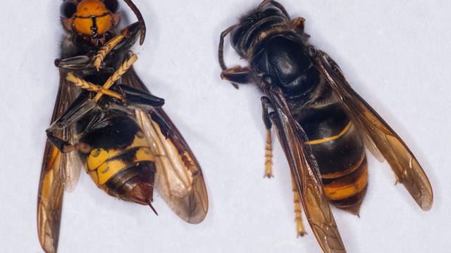Yellow-legged hornets 