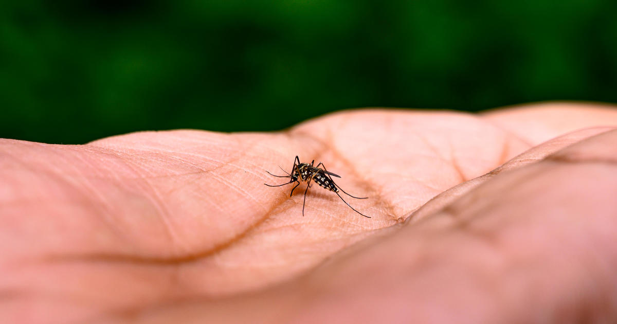Единадесет случая на вируса на денга са потвърдени във Флорида което