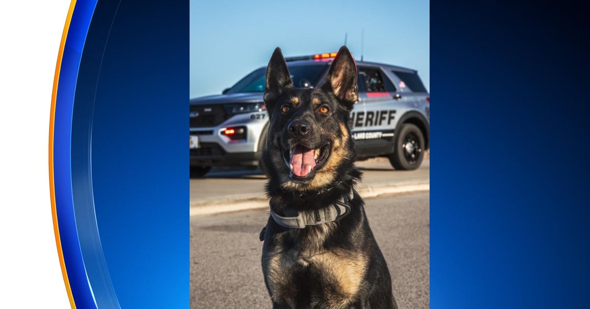 Lake County Sheriff's K9 helps find armed robbery suspect - CBS Chicago