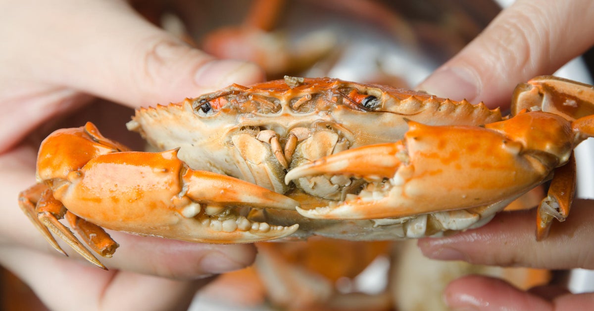Maryland Seafood Festival returns to Annapolis after three decades Maryland Seafood Festival returns to Annapolis after three decades