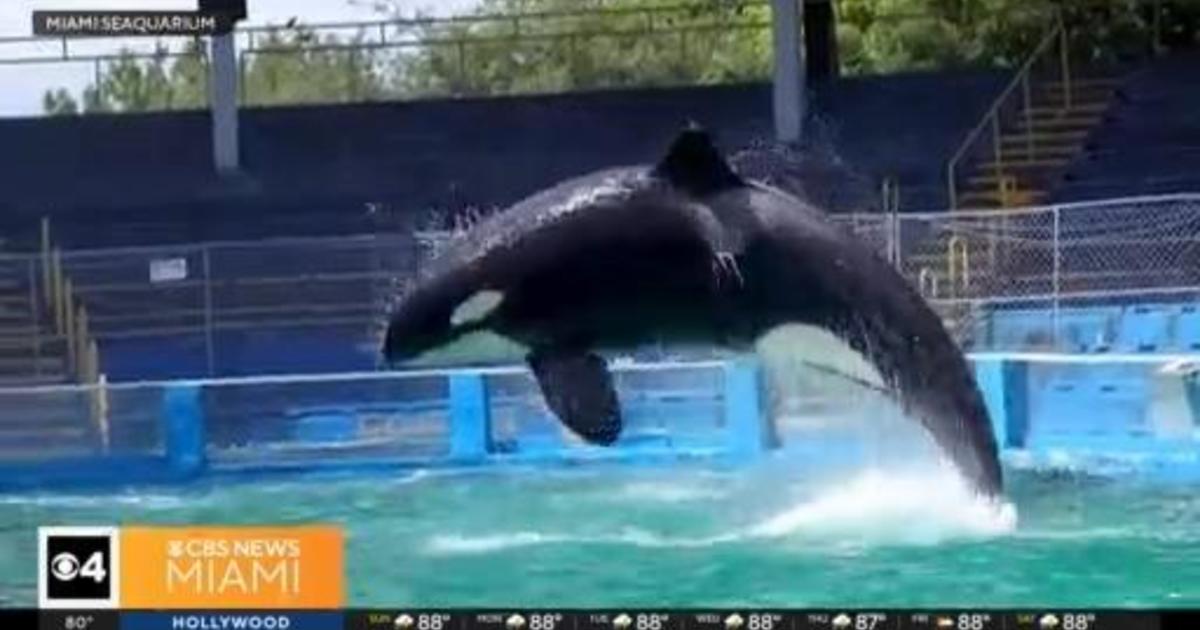 The Horrors of Lolita – Miami High News