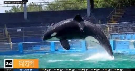 South Florida holds vigil for beloved orca killer whale Lolita South Florida holds vigil for beloved orca killer whale Lolita