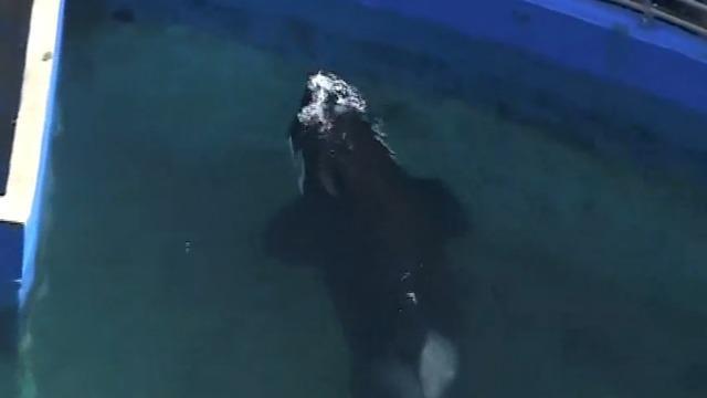 cbsn-fusion-beloved-orca-lolita-dies-after-spending-over-a-half-century-in-captivity-thumbnail-2221680-640x360.jpg 