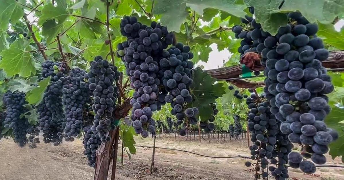 Napa Valley growers optimistic after scattered sprinkles dampen grapes