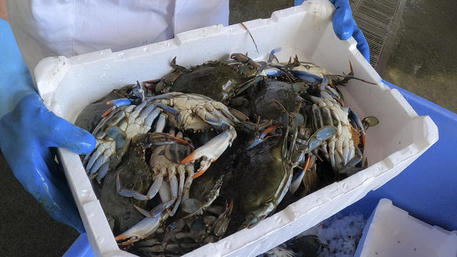 Italy Blue Crabs 