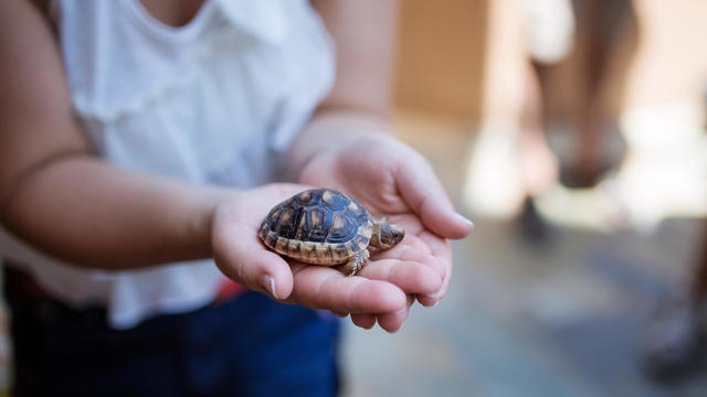 Close-Up Of Hand Holding Turtle - stock photo 