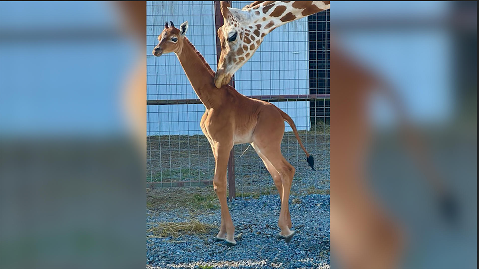 A Tennessee zoo says it welcomed a spotless giraffe