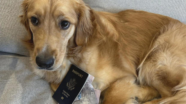 dog eats passport 
