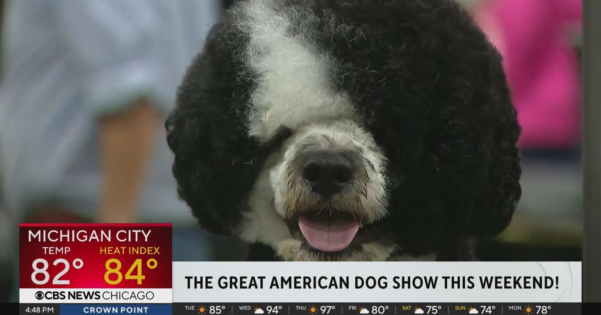 Great American Dog Show returns to Chicago this weekend CBS Chicago