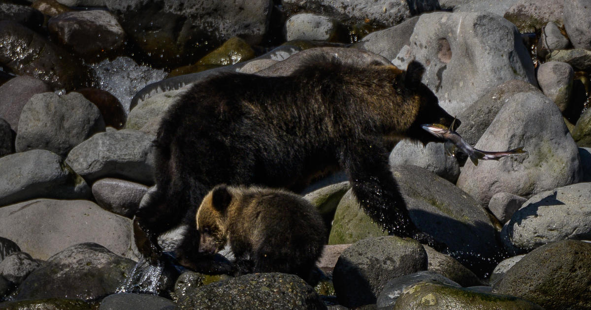 日本の山で大学生が死体で発見され、クマに襲われた疑い