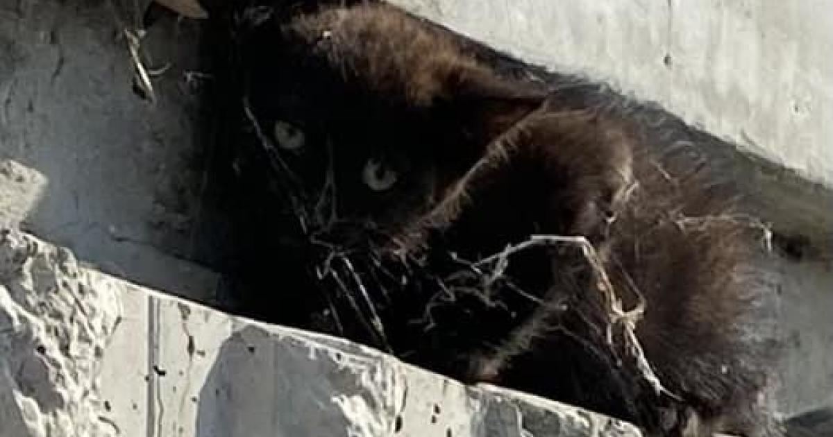 CHP officer rescues frightened kitten running on Highway 680 in Livermore