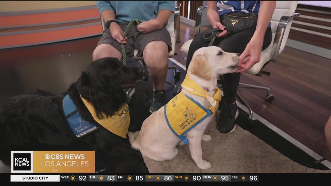 Canine Companions, Los Angeles Chargers Welcome Second Puppy - Canine  Companions