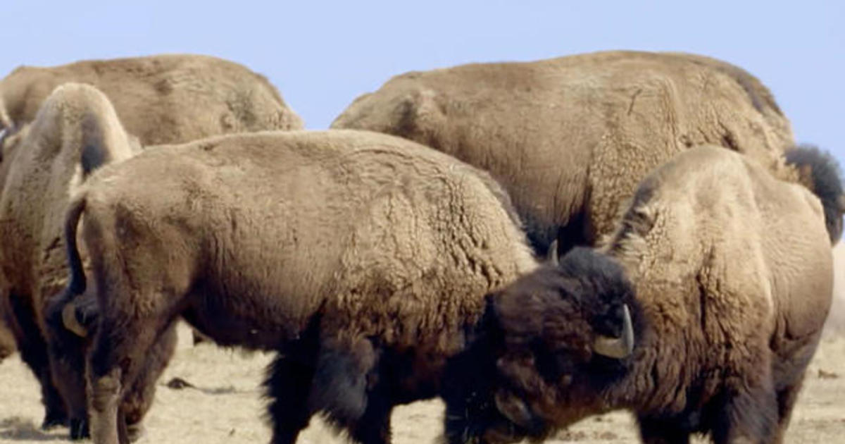 CBS Reports examines the return of the American bison from the brink of extinction