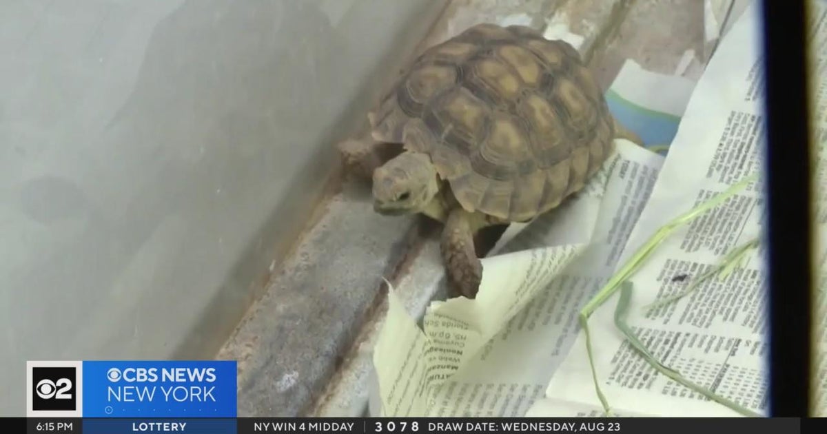 CDC warns about salmonella outbreak linked to small turtles CBS New York