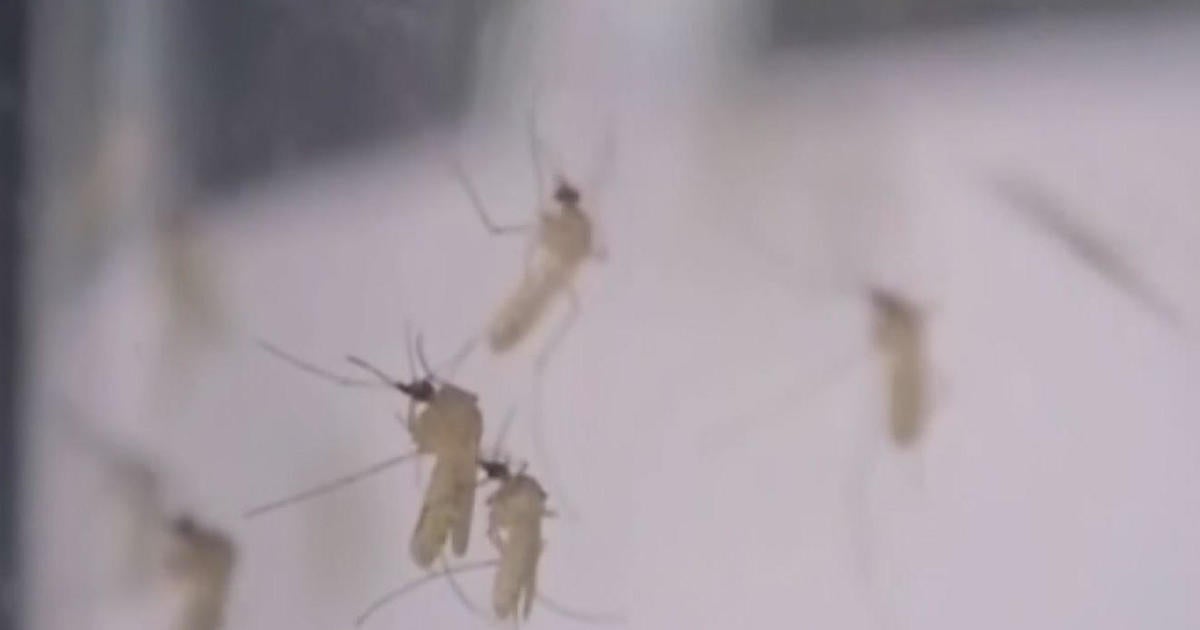 First Illinois West Nile Virus death reported - CBS Chicago