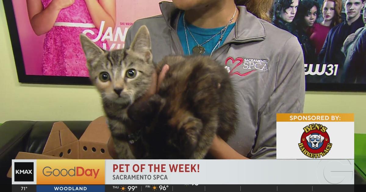 Sacramento SPCA Pets of the Week!