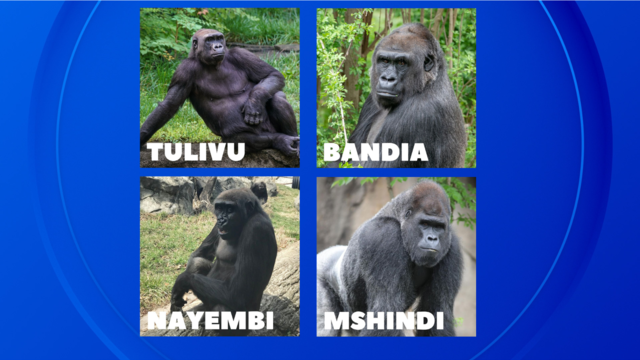 new-gorillas-at-detroit-zoo.png 