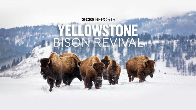 0823-cbs-reports-bison-2231702-640x360.jpg 