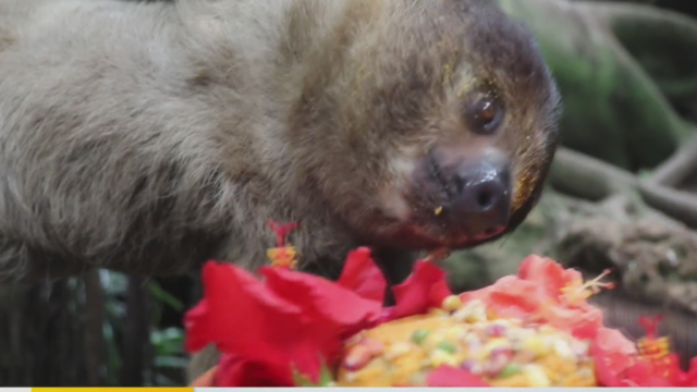 kdka-national-aviary-sloth-birthday.png 