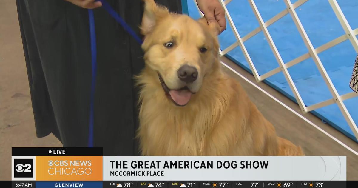 Meet one of the starts of the Great American Dog Show CBS Chicago