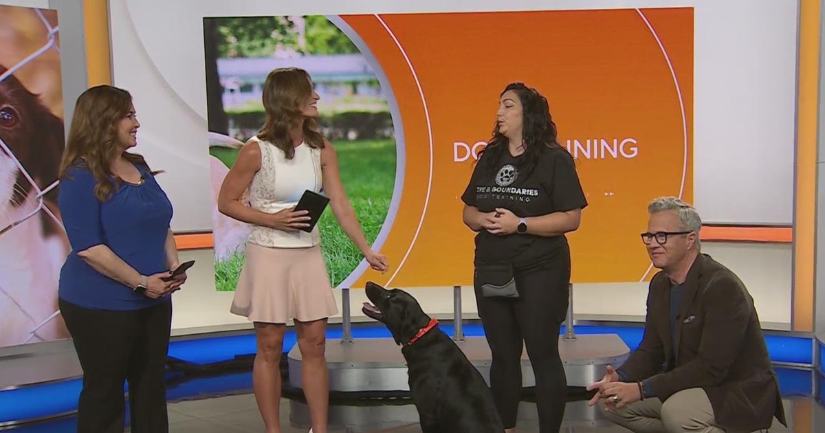 Dog Training: Guidance to help training your pets - CBS San Francisco