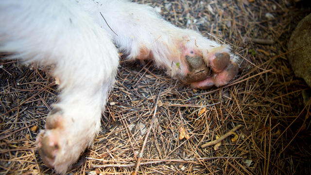 Paws of a dog with a scar / wound 
