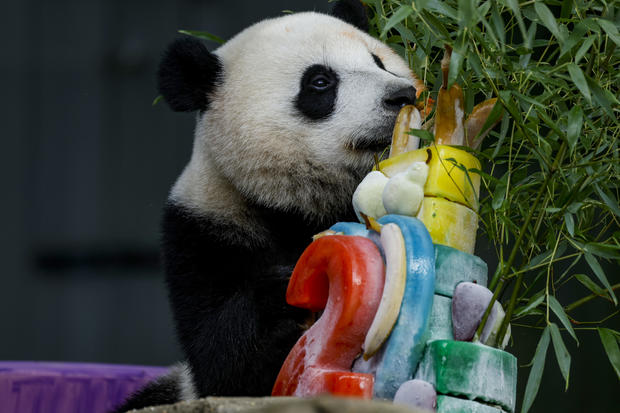 Giant Panda Xiao Qi Ji's Second Birthday Celebrated At Smithsonian's National Zoo 