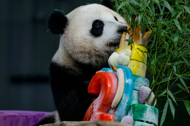 Giant panda Xiao Qi Ji's second birthday is being celebrated at the Smithsonian's National Zoo