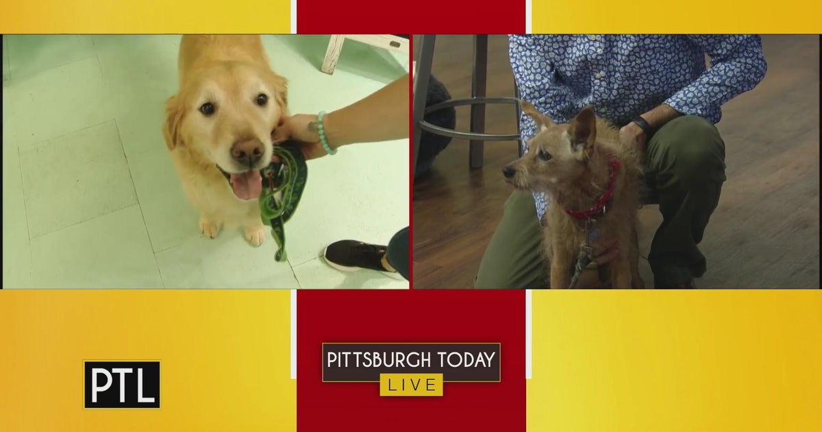 Celebrating National Dog Day at Salty Paws Pittsburgh CBS Pittsburgh(02)