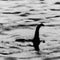 Biggest search for Loch Ness Monster in 50 years