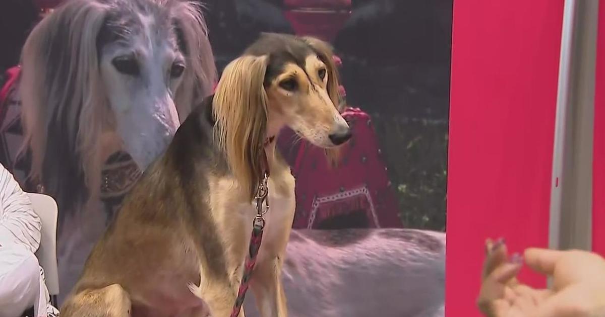 Great American Dog Show comes to McCormick Place CBS Chicago