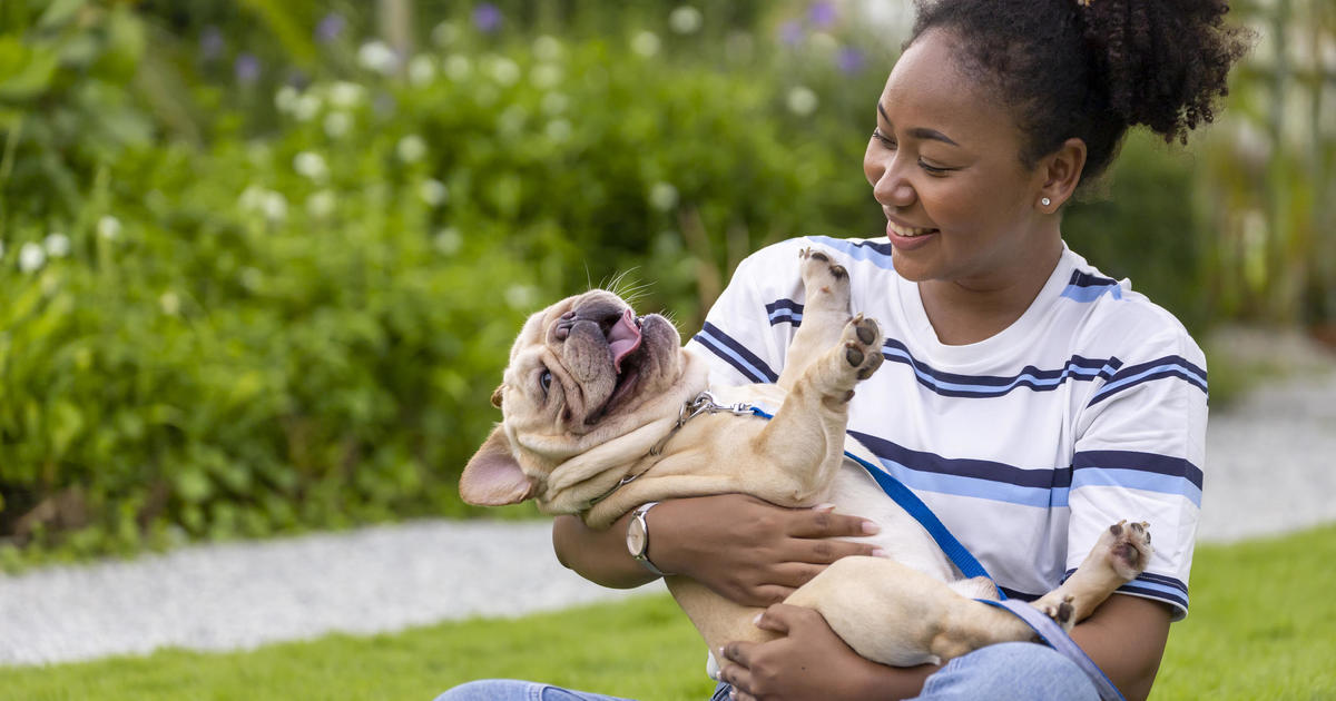 Застраховка за домашни любимци за кучета: 3 умни хода, които собствениците трябва да направят