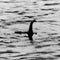 Scotland hosts largest Loch Ness Monster hunt in 50 years