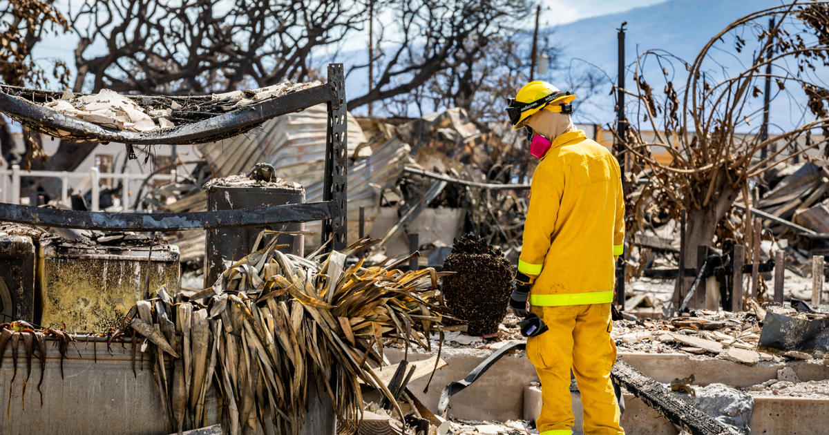 Броят на изчезналите хора след горските пожари в Мауи спада до 66, казва губернаторът на Хавай