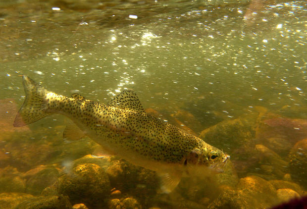 BOULDER CANYON, CO--JULY 4, 2007- ABOVE: A rainbow trout grabs a fly in the fast moving water of Boulder Creek. PHOTO BY HELEN H. RICHARDSON 