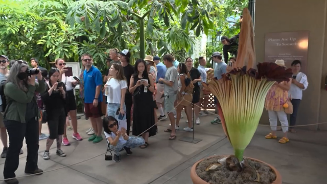 corpse-flower-bloom.png 