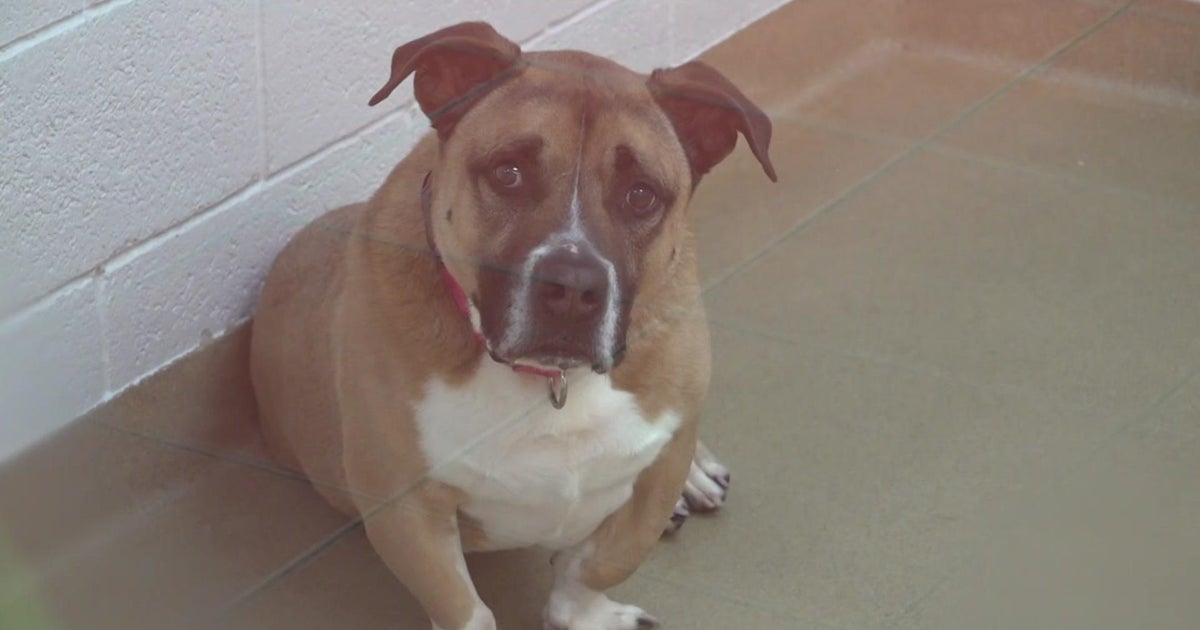 Will never you undertake a substantial canine? Some have been sitting down at the Humane Society of Miami-Dade for yrs