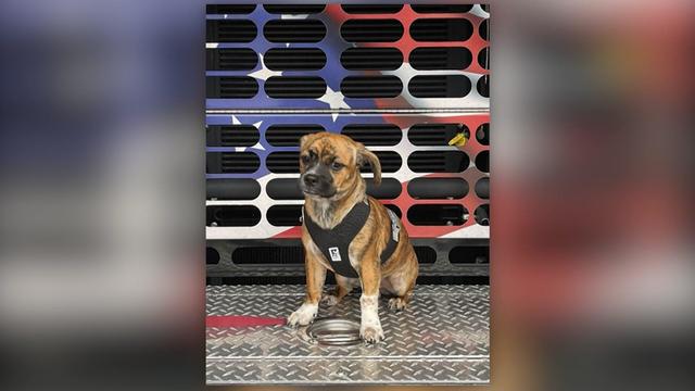 A 6-month-old beagle sits on the front of a fire truck. 