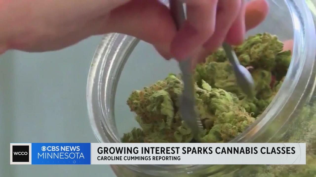 Growing weed at home in Minnesota: Your questions answered - CBS