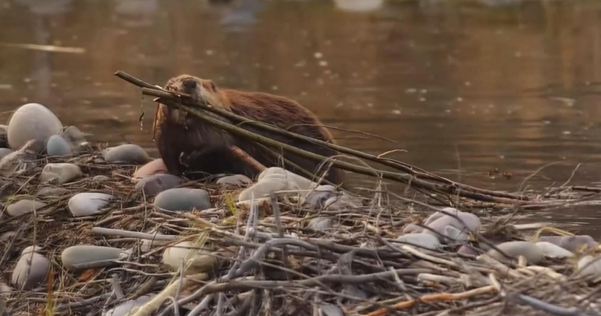 CDFW program would reintroduce beavers to struggling waterways - CBS ...