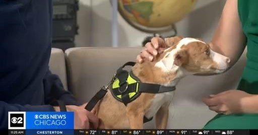 Pet Rescue Spotlight: Famous Fido Rescue - CBS Chicago