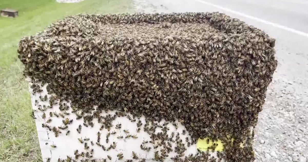 Five million bees fall off truck in Canada - CBS Miami