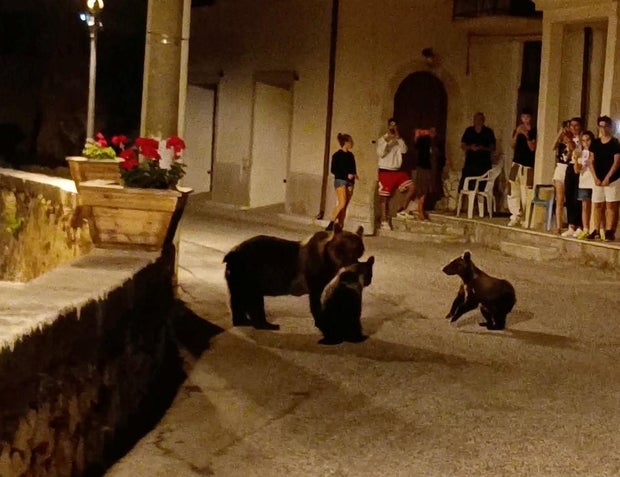 A bear named Amarena crosses a street with her cubs in front of a group of people, in San Sebastiano Dei Marsi
