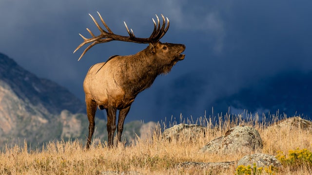 Colorado Bull Elk 