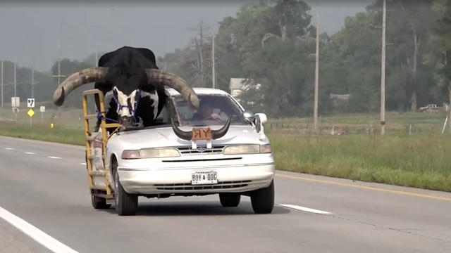 Police pull over vehicle with a giant bull riding in the front passenger seat 